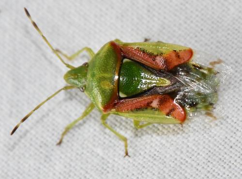 Cyphostethus tristriatus